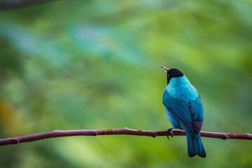 Multi colored bird in Arenal Volcano National Park (Costa Rica)