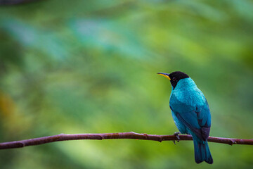 Multi colored bird in Arenal Volcano National Park (Costa Rica)