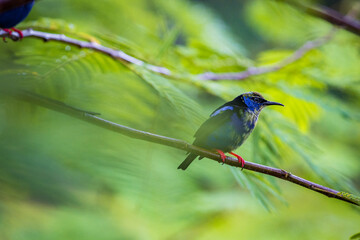 Multi colored bird in Arenal Volcano National Park (Costa Rica)