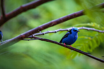 Multi colored bird in Arenal Volcano National Park (Costa Rica)