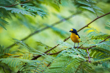 Multi colored bird in Arenal Volcano National Park (Costa Rica)