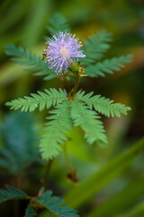 View of Arenal Volcano National Park (Costa rica)