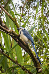 Multi colored bird in Arenal Volcano National Park (Costa Rica)