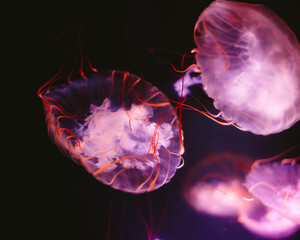 jellyfish in the dark © Taylor