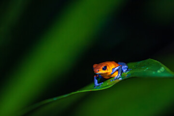 Beautiful "Bluejeans" frog in Arenal Volcano National Park (Costa Rica)