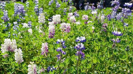 Different colors of Alaska lupines blooming in Westman Islands, Iceland