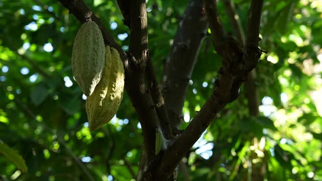 Cocoa Pods on a Cocoa Tree