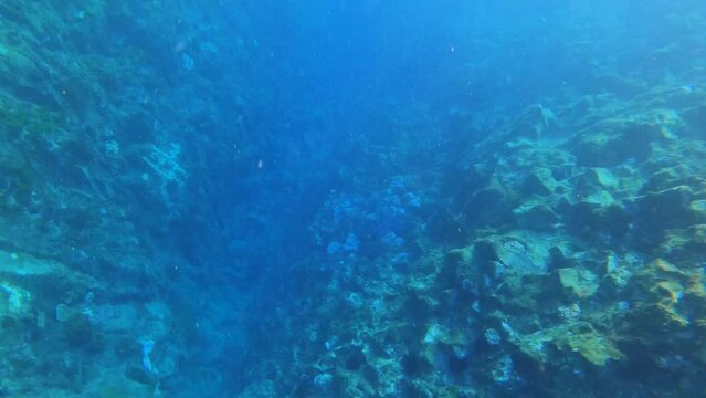 dangerous rapid zone in trench ditch with sea urchin inhabitation pits and holes on stone rock and fishes and corals underwater geological formation terran at Zhumujiao islet day evening time Penghu