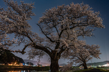 斐伊川堤防桜並木の夜桜