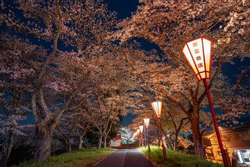 斐伊川堤防桜並木のライトアップされた夜桜