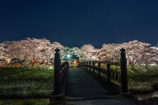 斐伊川堤防桜並木のライトアップされた夜桜と橋