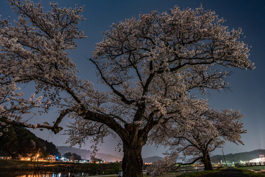斐伊川堤防桜並木の夜桜