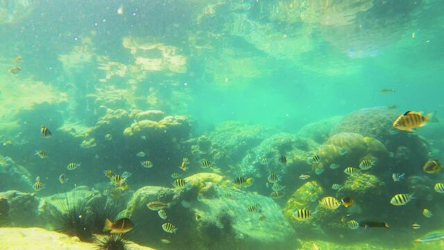 beautiful underwater aquarium tidal pool with Scissortail Sergeant major butterflyfishes and corals of Pontes lobata Goniopora Dipsastraea pollida brain platygyra in shallow water with reflection day