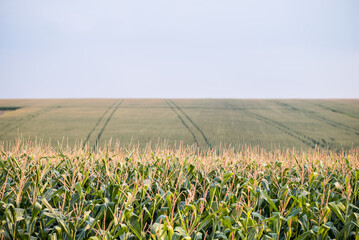 Close-up corn cobs in corn plantation field.