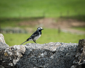 A bird resting on a stone wall.