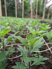Chrysanthemums are planted neatly in a greenhouse, the flower seeds are planted with a special net to make them neater