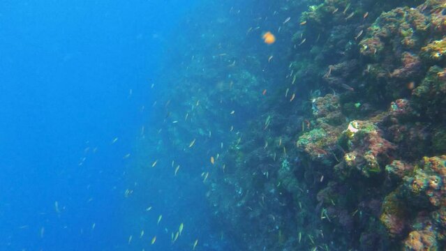 look out to schooling group of swimmingfreckled hawkfish golden tench Pterocaesio mullet cleanr wrasse salt fishes in the deep coral reef underwater in blue sea ocean at Zhumujiao islet Penghu