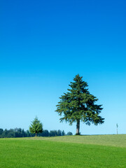 Three trees on a pasture