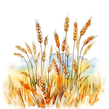 recommend clip art: watercolor illustration wheat ears or rye of a wheat field isolated on white background