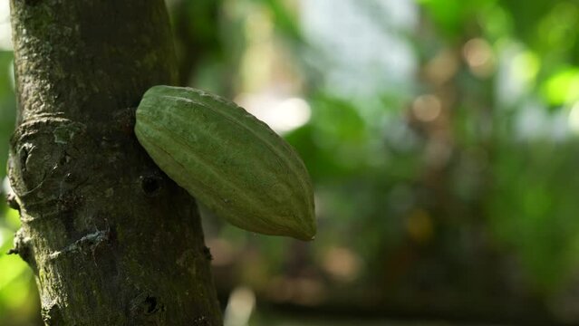 Cocoa Pod on a Cocoa Tree in the jungle