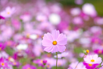 かわいいコスモス