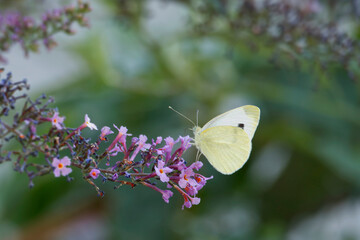 Small white butterfly (Pieris rapae) perched on summer lilac in Zurich, Switzerland