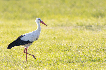 White stork striding across a meadow, Ciconia ciconia