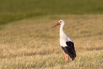 White stork standing on a harvested field, Ciconia ciconia