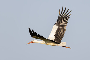 White stork in flight against blue sky, Ciconia, ciconia