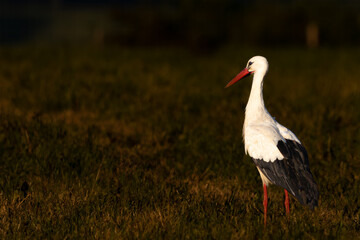 White stork standing in a meadow in the last evening light, Ciconia ciconia .