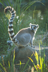 Ring-tailed Lemur on a Rock