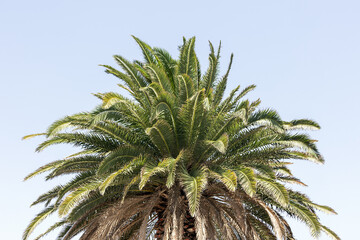 Palmenkrone vor klarem Himmel 