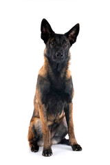 puppy malinois in studio