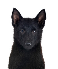  young Schipperke in studio