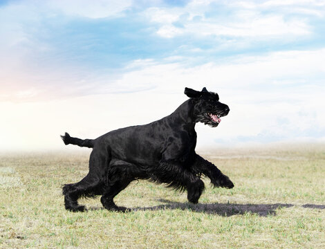 obedience training in a club