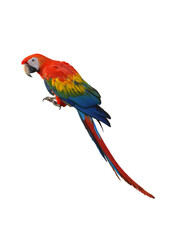 Scarlet Macaw (Ara macao) Beautiful multi-colored macaw parrot isolated on white background. This has clipping path.