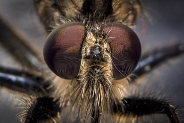 Robber Fly (2023)
