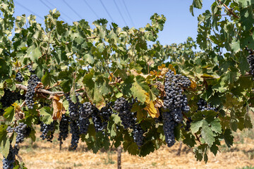 Cabernet Sauvignon vineyard, Purple grapes