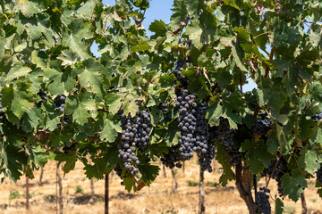 Cabernet Sauvignon vineyard, purple grapes