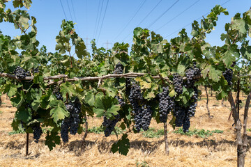 Fototapeta na wymiar Cabernet Sauvignon vineyard, Purple grapes