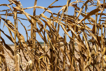 A dry corn field from lack of irrigation