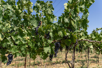 Cabernet Sauvignon vineyard, Purple grapes
