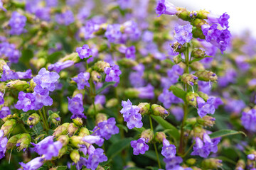 Strobilanthes callosa is a shrub found mainly in the low lying hills of the Western Ghats, all along the west coast of India.  In the state of Maharashtra, the shrub is locally known as karvi (कारवी).
