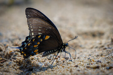 Swallowtail Profile (2023)