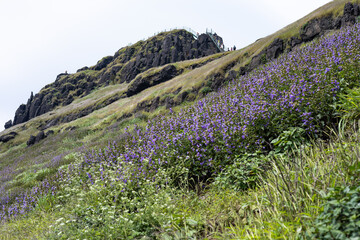 Karvi bloom (Strobilanthes callosa) at Kalsubai (Highest peak of western ghats of India), Maharashtra.