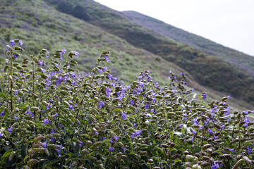 Karvi bloom (Strobilanthes callosa) at Kalsubai (Highest peak of western ghats of India), Maharashtra.