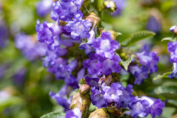 Strobilanthes callosa is a shrub found mainly in the low lying hills of the Western Ghats, all along the west coast of India.  In the state of Maharashtra, the shrub is locally known as karvi (कारवी).