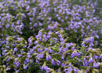 Obraz premium Strobilanthes callosa is a shrub found mainly in the low lying hills of the Western Ghats, all along the west coast of India. In the state of Maharashtra, the shrub is locally known as karvi (कारवी).