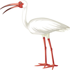 white ibis bird.white stork isolated on white.white stork isolated on white background