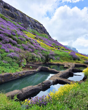 Karvi bloom (Strobilanthes callosa) at Ratangad fort in Sahyadra (Western ghats of India), Maharashtra